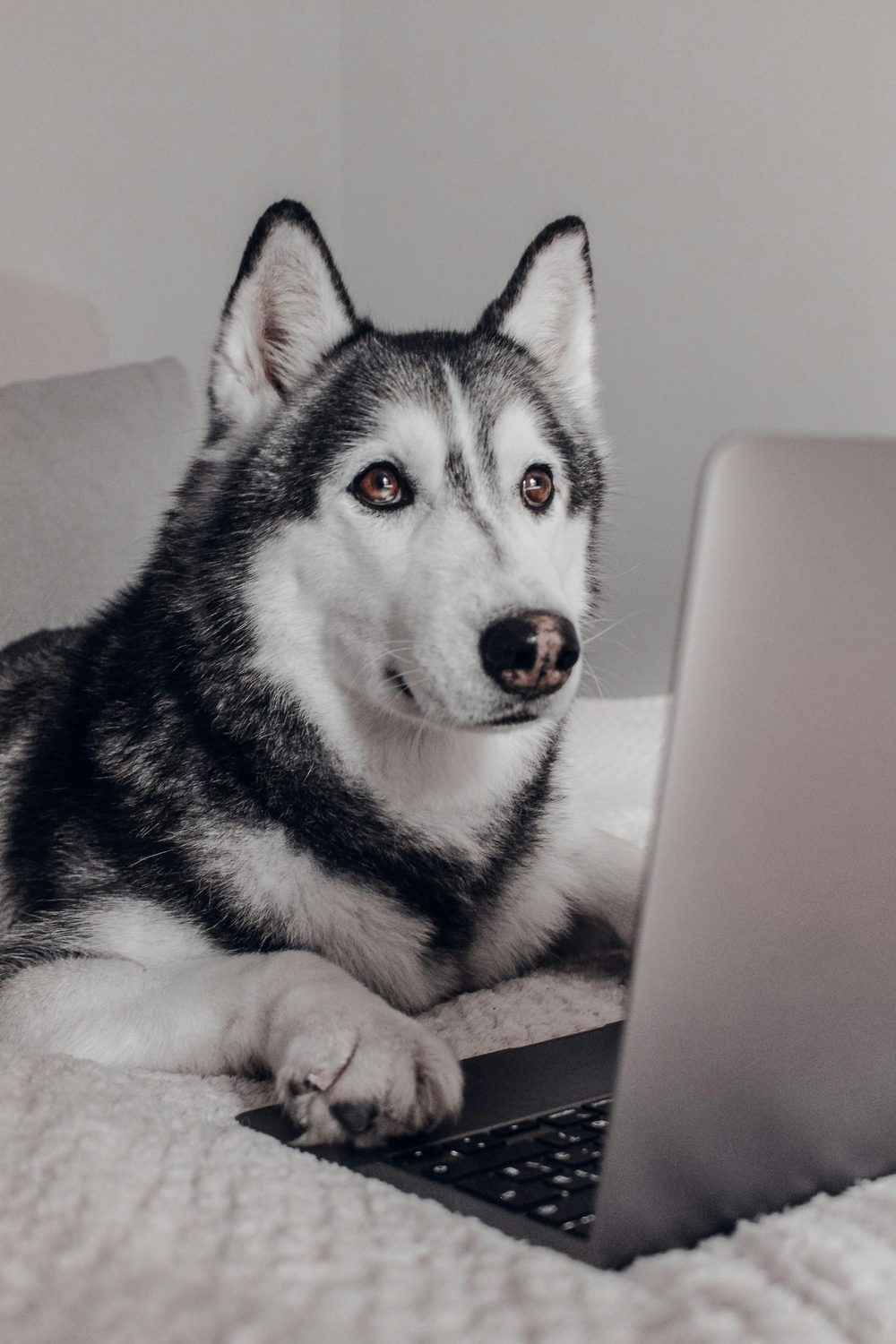 A husky dog sitting on a sofa looking at a laptop